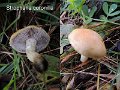 Stropharia coronilla-amf1795